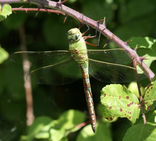 Réf. 246 704 : Anax imperator